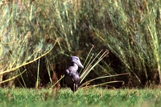 shoebill